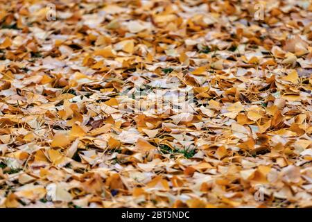 Image de fond coloré feuilles mortes parfait pour l'utilisation saisonnière Banque D'Images
