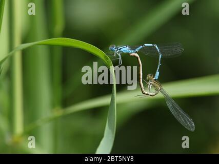 Une paire de damassesurine bleue commune nouvellement apparue, Enallagma cyathigerum, perçant sur une lame d'herbe au printemps. Banque D'Images