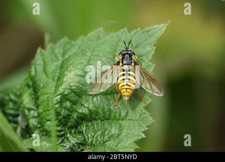 Une jolie femelle, Hoverfly, Syrphini, Chrysotoxum cautum, perçant sur une feuille au printemps au Royaume-Uni. Banque D'Images