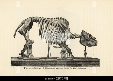 Squelette fossile de Toxodon platensis, un mammifère éteint, tel qu'il est monté au Musée de la Plata. Du Miocène tardif à l'Holocène moyen. Illustration de Henry Neville Hutchinsons créatures d'autres jours, études populaires en paléontologie, Chapman and Hall, Londres, 1896. Banque D'Images