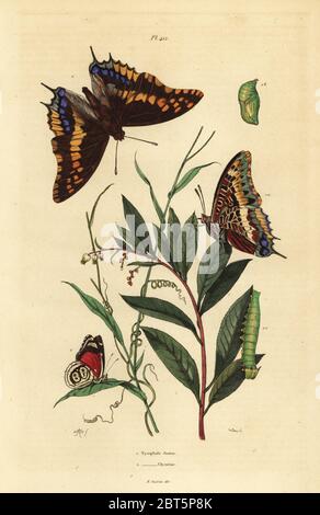 Pacha à deux queues ou foxy Charaxes jasius, empereur, avec chrysalide et caterpillar 1, et vingt-huit de Cramer, papillon Diaethria clymena 2. Nymphale Nymphale jasius, clymene. Gravure coloriée par du casse après une illustration par Adolph Felix-Edouard Guerin-Meneville de frites's Dictionnaire pittoresque d'Histoire Naturelle (Dictionnaire pittoresque d'Histoire Naturelle), Paris, 1834-39. Banque D'Images