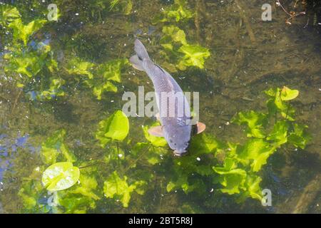 Vienne, Vienne: Carpe commune ou carpe européenne (Cyprinus carpio), dans le lac oxbow, plantes aquatiques, en 22. Donaustadt, Wien, Autriche Banque D'Images