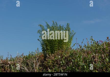 Front de printemps débridés d'une fougère (Dryopteris filix-mas) en croissance sur une rive avec un ciel bleu vif dans la campagne rurale du Devon Banque D'Images