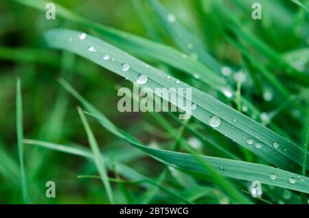 La pluie s'abaisse légèrement sur la mise au point grass.selective verte. Macro Banque D'Images