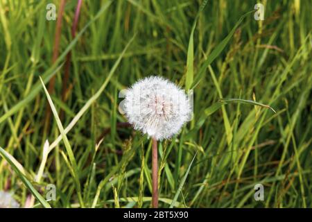 Boule de blowball et herbe. Banque D'Images