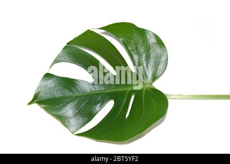 Feuille d'une plante monstère sur fond blanc Banque D'Images