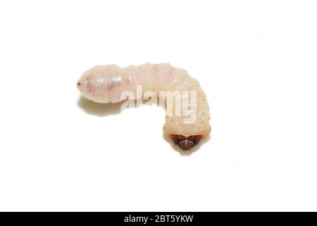 Gros plan sur Cerambycidae larves bois décomposeur face inférieure isolée sur blanc Banque D'Images