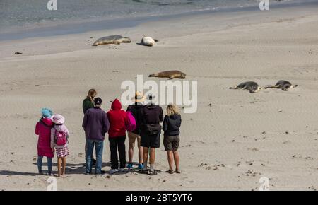 Kangaroo Island, Australie - 9 mars 2020 : un groupe de touristes qui regardent la colonie de phoques de Kangaroo Island par une journée ensoleillée. Banque D'Images