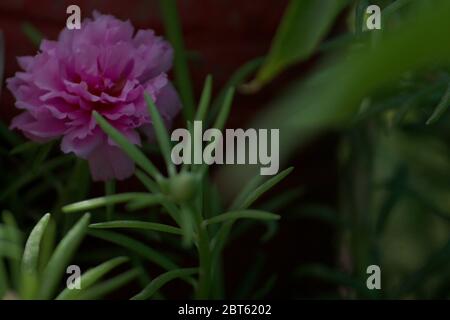 été fleur de fond, rose portulaca, plante de fleur de rose de mousse en pleine lumière du soleil, mise au point sélective avec fond flou. Banque D'Images