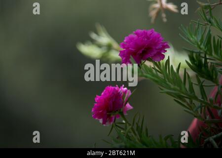 été fleur de fond, rose portulaca, plante de fleur de rose de mousse en pleine lumière du soleil, mise au point sélective avec fond flou. Banque D'Images