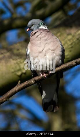 Un curieux Pigeon de bois garde et de l'oeil sur les passants, comme il regarde au-dessus de lui partenaire à proximité incubation leur embrayage d'oeufs dans un nid de bâton fimsy Banque D'Images