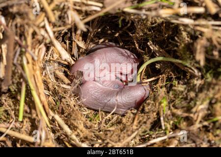 Nid de campagnol (Microtus agrestis) avec trois nouveaux-nés, Royaume-Uni Banque D'Images