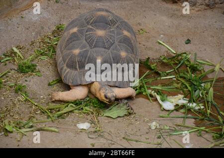 Marcher dans le sable de tortues de terre Banque D'Images