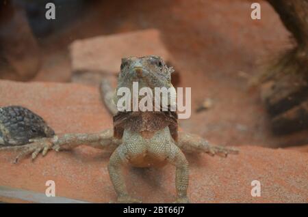 Jacky Dragon Lizard, originaire d'Australie, Amphbolurus muricatus Banque D'Images