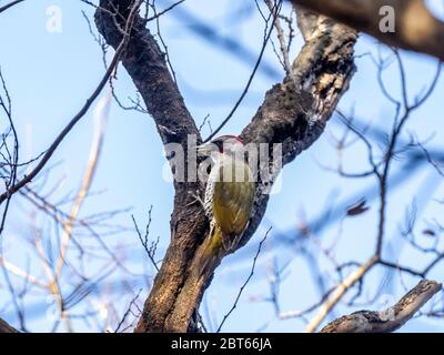 Pic vert japonais, Picus awokera, perché sur le côté d'un arbre dans un parc forestier japonais près de Yokohama, au Japon. Banque D'Images