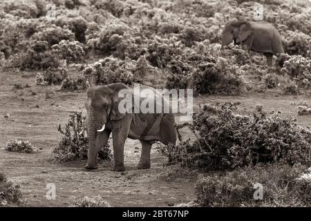 Taureaux d'éléphant avec défenses Loxodonta Africana un grand animal africain territorial nourrissant Addo Elephant Park, province du Cap oriental, Afrique du Sud Banque D'Images