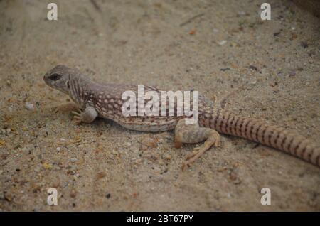 Dragon d'eau australien, Physignathus lesueurii Banque D'Images