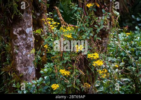 Belles fleurs jaunes dans la forêt tropicale luxuriante du parc national de la Amistad, province de Chiriqui, République du Panama Banque D'Images