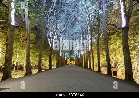 Avenue bordée d'arbres illuminée menant au Château de Chenonceau Banque D'Images