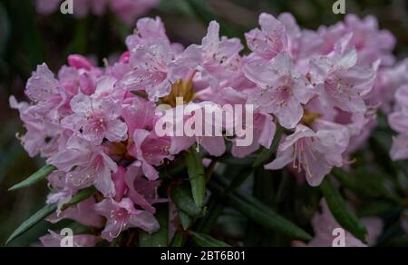 Fleur rose de rhododendron maquinoi luxuriante Banque D'Images