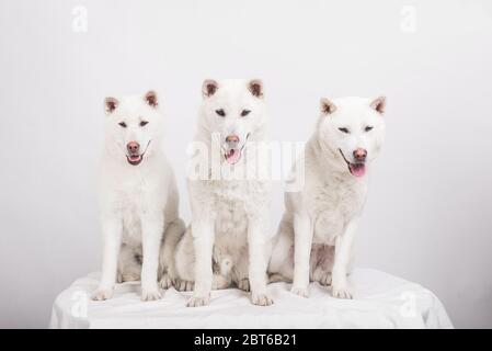 Blanc taille moyenne beau chien Kishu Inu Banque D'Images