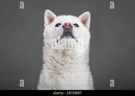 Blanc taille moyenne beau chien Kishu Inu Banque D'Images