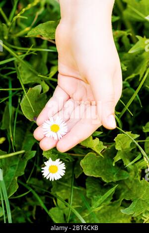 Image verticale de la fleur blanche de la Marguerite d'été dans la paume de la main de l'enfant dans l'herbe. Mise au point sélective. Heure d'été. Gros plan. Banque D'Images