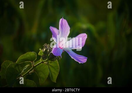 Belle fleur pourpre dans la forêt de Las Minas de Tulu, province de Cocle, République du Panama Banque D'Images