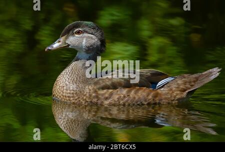 Femelle de canard de bois (Aix Sponda) nageant sur un lac vert à Ottawa, Canada Banque D'Images