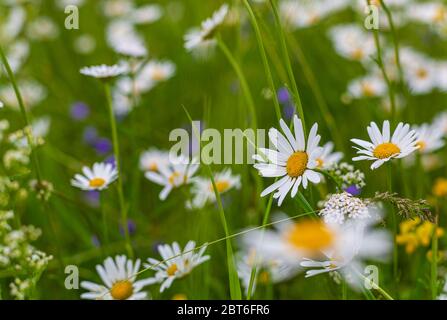 Camomille sauvage. Champs et pâturages. Fleurs de champ. Herbes sur le plou. Plantes saisonnières. Fleurs blanches et violettes. Plantes poussiéreuses. Banque D'Images