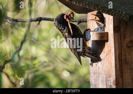 L'étoile commune tient dans son bec un gros ver gras, il allait nourrir les poussins assis sur un birdhouse au printemps matin. Banque D'Images