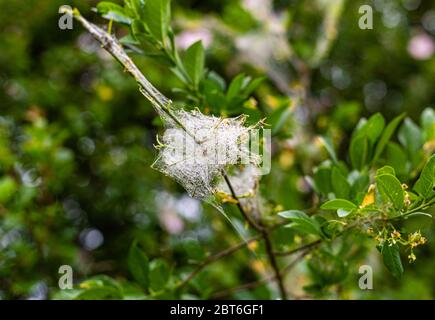 Toile d'araignée sur les branches. Piège à insectes. Faune. L'été dans les bois. Feuilles vertes sur les bagues. Banque D'Images