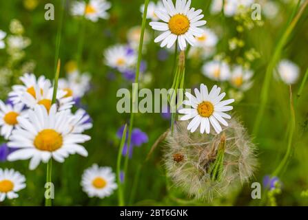Camomille sauvage. Champs et pâturages. Fleurs de champ. Herbes sur le plou. Plantes saisonnières. Fleurs blanches et violettes. Plantes poussiéreuses. Banque D'Images