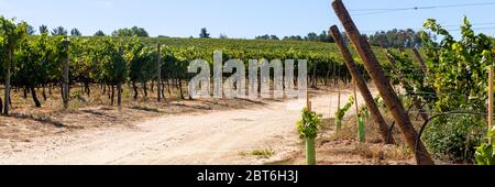 Une vallée de vignoble. Route rurale sale. Banque D'Images