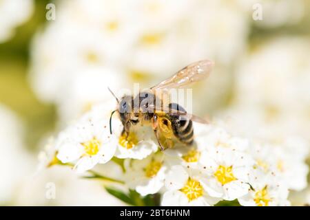 Abeille dans une fleur Banque D'Images