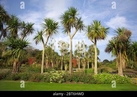 Palmiers au jardin botanique de Logan, Rhinns of Galloway Banque D'Images