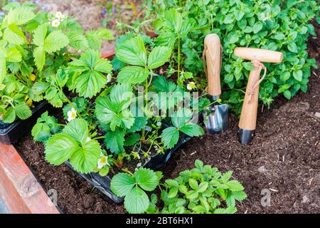 Jeunes plants de fraises et de fraises sauvages préparés pour la plantation Banque D'Images