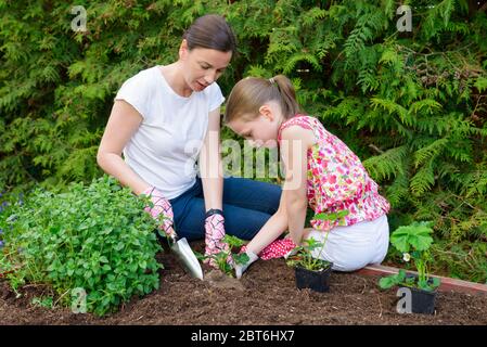 Mère et fille plantant de jeunes plants de laitue dans le potager Banque D'Images