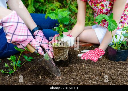 Mère et fille plantant de jeunes plants de laitue dans le potager Banque D'Images