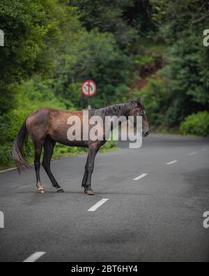 cheval debout sur la route moyenne en face de la non-over prenant le panneau Banque D'Images