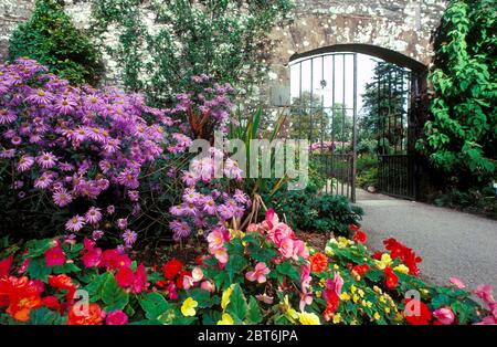 Jardins de Threave NTS par jardin clos avec Daisies et Begonias, Galloway Banque D'Images