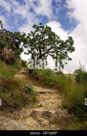 Un sentier de randonnée escarpé, qui monte vers un seul Protea Bush, dans les montagnes du Drakensberg, en Afrique du Sud Banque D'Images