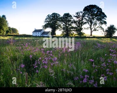 Prairie de fleurs sauvages à Furbar Cottage Threave Estate, Castle Douglas Banque D'Images