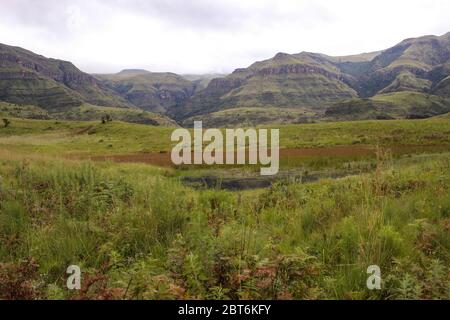 Fern zone humide couverte entourée par les montagnes du Drakensberg par une journée nuageux dans la région de Monks Cowl du parc national du Drakensberg en Afrique du Sud Banque D'Images