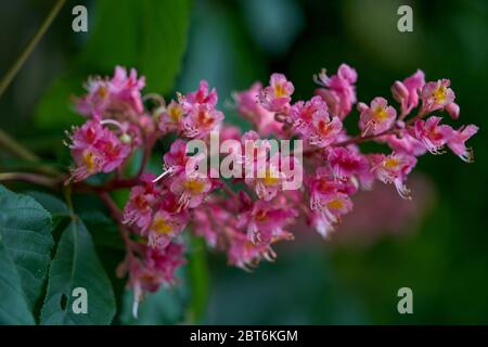 L'inflorescence du châtaignier rouge ferme Aesculus caenea Banque D'Images