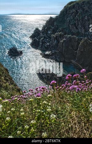 Fleurs sauvages sur les falaises de Brightouse Bay, Borgue Banque D'Images