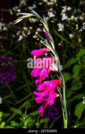 Vue de près d'un Gladiolus byzantinus avec des gouttes d'eau Banque D'Images