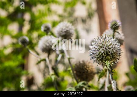 Globe Thistle usine en été en gros plan Banque D'Images