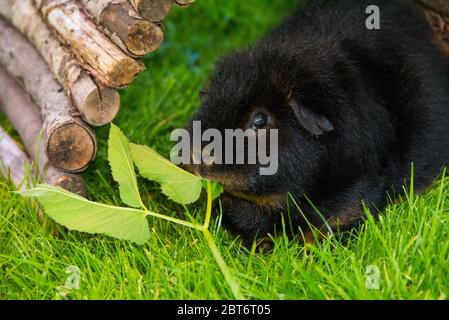 Cochon de Guinée noire au soleil en mangeant des herbes Banque D'Images