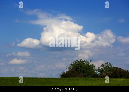 buissons et arbres derrière un champ de maïs, avec des nuages blancs dans le ciel Banque D'Images